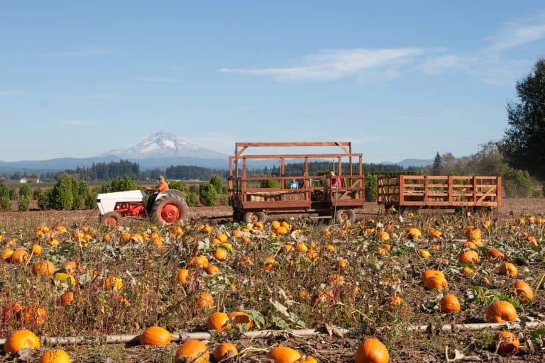 Bushue's Family Farm: Pumpkin Patch 11 Bushue's Pumpkin Patch Boring Oregon