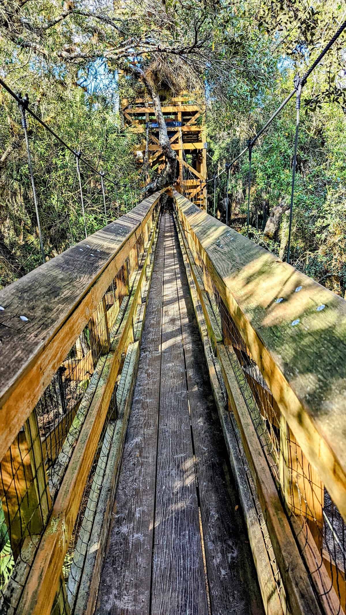 canopy walk Myakka State Park