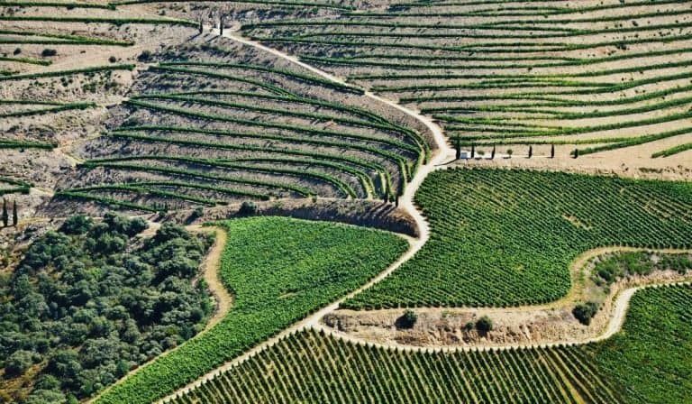 Tiered, hilly vineyards of the Douro River Valley, a convenient day trip from Porto, Portugal.