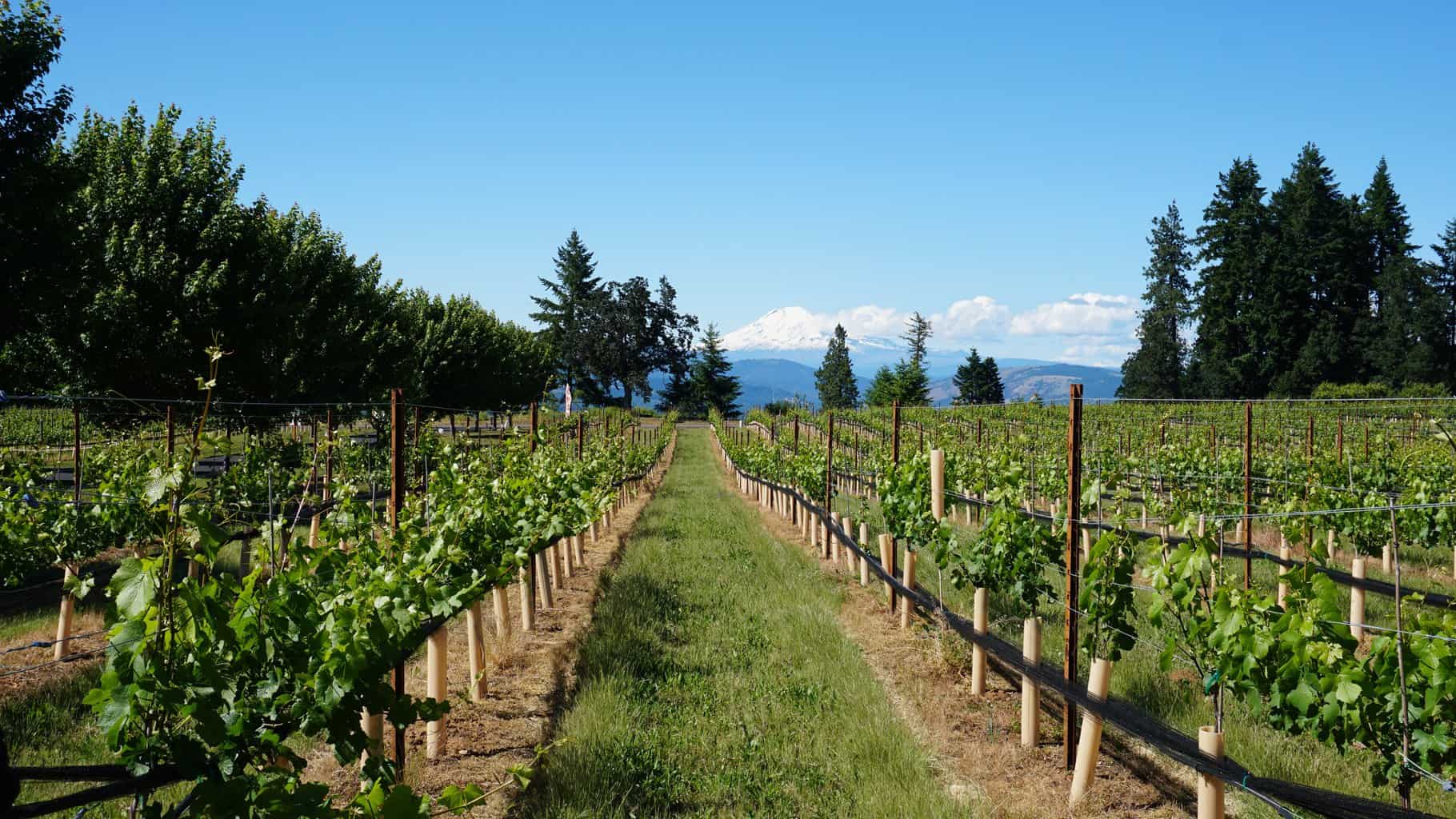 Kid Friendly Wineries in Hood River