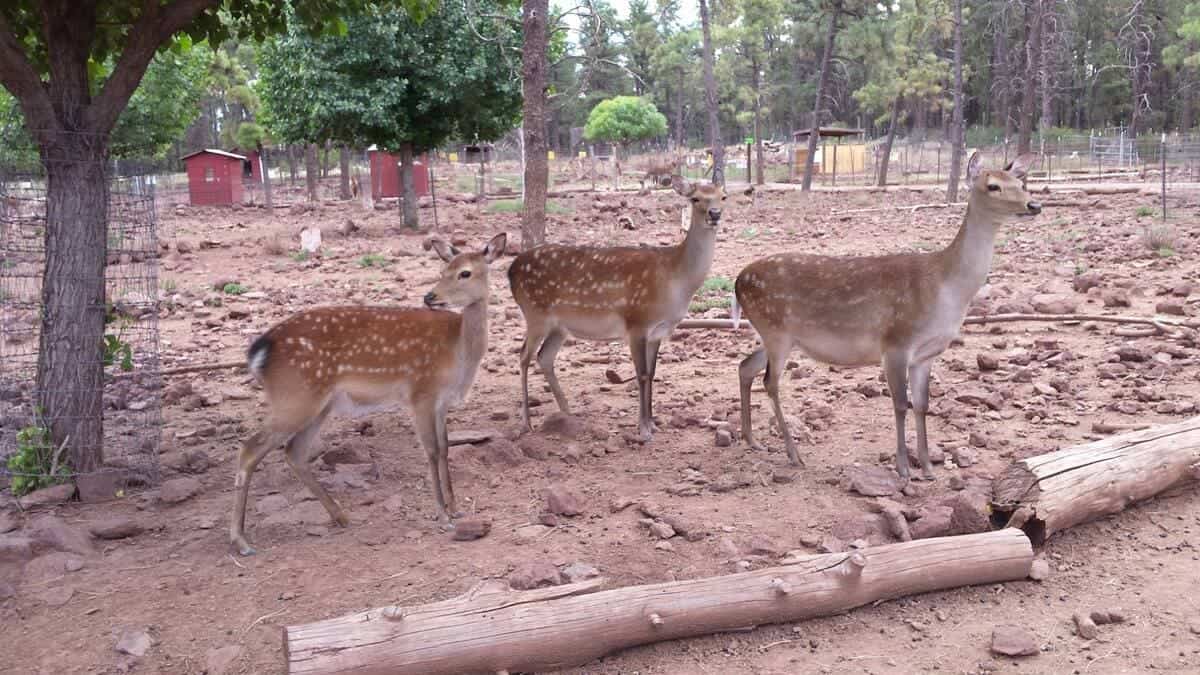 Grand Canyon Deer Farm