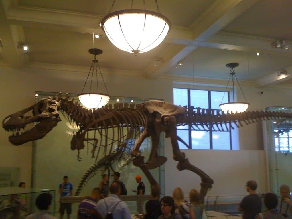 Museum of Natural History in NYC 16 Museum of Natural History in NYC