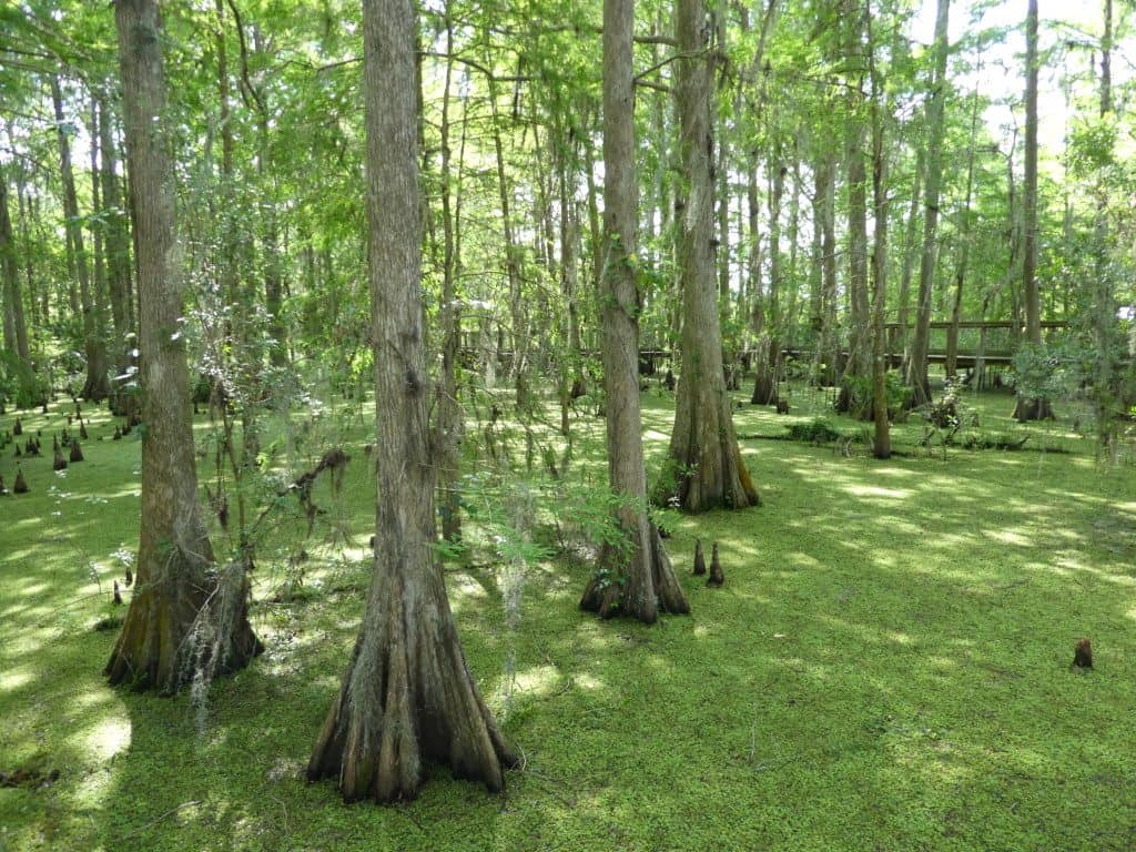 Plan A Trip To Florida! Plus, Fun Things To Do There 42 Wild Florida