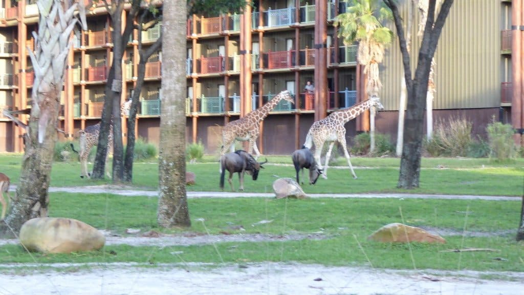 Animal Kingdom Lodge