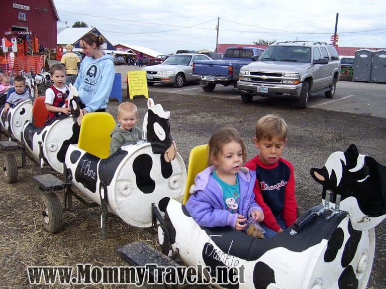Sauvie Island Pumpkin Patch cow ride