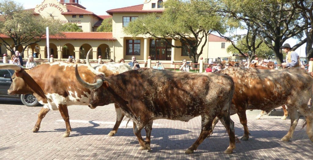 Stockyard cattle drive