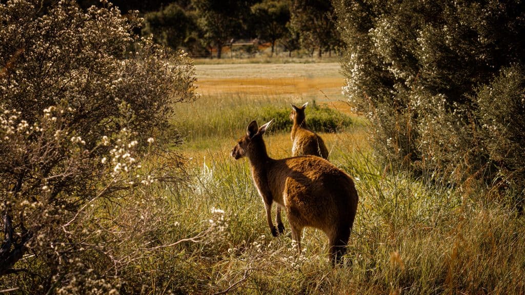 YANCHEP NATIONAL PARK