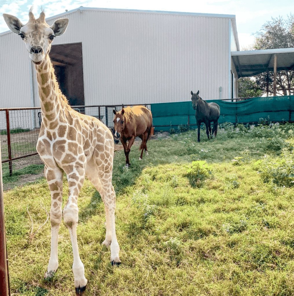 10 Things to do in Waco 11 Animal encounters at Blue Hills Ranch near Waco TX